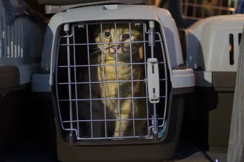 Cat in transport carrier