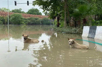 Dogs in floodwater during Delhi floods in India, 2023