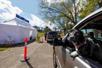 A dog pokes out of a window of a car in line for supplies