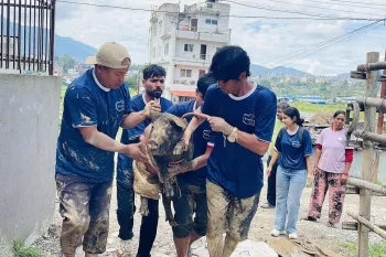 A group of people holding a pig