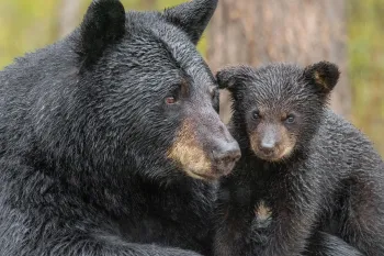 black bear mother and cub