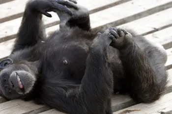 A chimp laying on their back playing