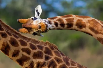 A giraffe peering at the camera with their head turned sideways