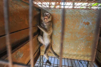 Monkey scared behind bars