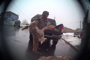 Man throwing dead coyote into truck