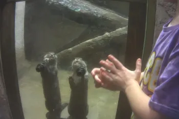 Two otters stand near the glass pane of their barren enclosure