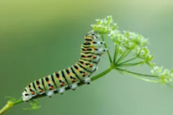 Caterpillar on a plant