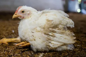 A chicken collapsed on the floor