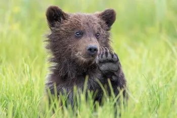 Bear cub waving