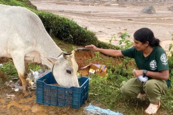 HSI/India's Nayana Scaria feeds animals after the floods.