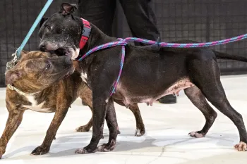 Two dogs playing