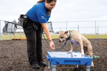 Light tan dog gets leash trained outside. 