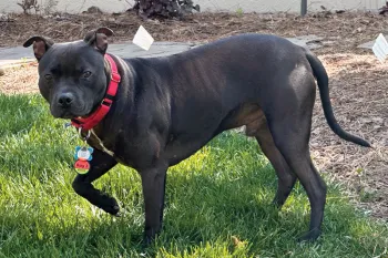 Black dog enjoying time outside in the grass.