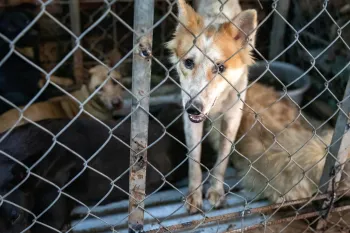 Dogs behind a cage