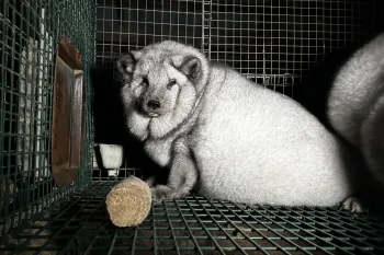 A fox in a small, barren cage