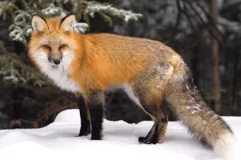 Beautiful orange fox standing in the snow. 