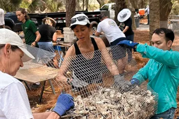 A team of people fill a cage with shells to restore an oyster reef near Kiawah Island.