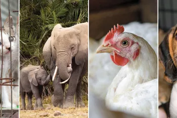 A grid of images including kittens, elephants, a chicken and a dog.