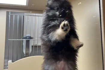 A dog pawing at the glass pane of their enclosure