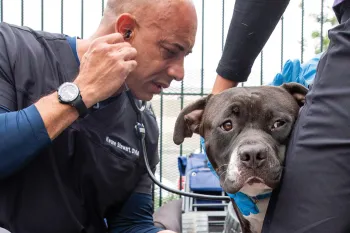 Carrying a backpack filled with basic veterinary supplies, Dr. Kwane Stewart examines the pets of people experiencing homelessness. 