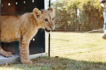 Pi the lion cub emerging from his transport crate