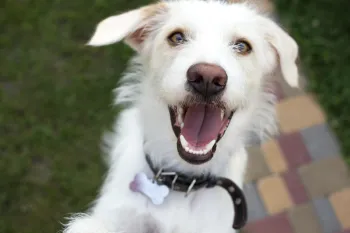 Close up of a dog looking happy