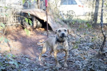 Dog standing on a dirt path