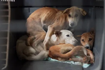 Dogs caught up in the dog meat trade in Indonesia