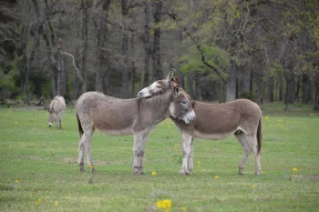 Donkeys cuddling