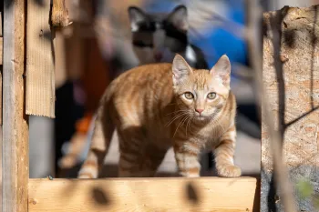 Cat on wooden ledge