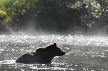 Grizzly bears in water