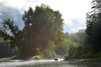 Wide shot of a grizzly bear walking on a riverbank with lush trees and rays of sunlight behind.