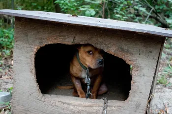 A scared, brown dogs sits huddled inside a dilapidated, wooden structure. A tight collar circles their neck and chains the dog to the their inadequate shelter. The dog peeks out from the shadows.