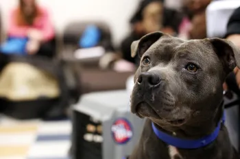 black pit crying at dog clinic