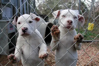 Two white puppies stand on their hind legs and press their paws into a wire fence. They look out toward the outside world.