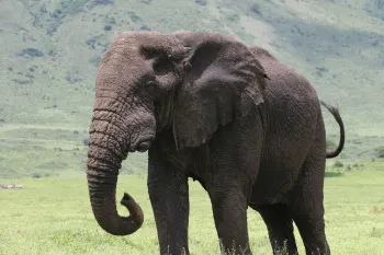 An elephant stands proudly in their natural habitat, surrounded by greenery.