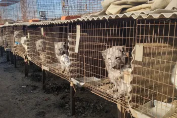 Exposed to the elements, arctic foxes look out from inside small, battered wire cages. The row of filled cages stretches beyond the edges of the photo.