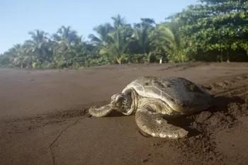 Green turtle (Chelonia mydas) on the beach, Tortuguero National Park, Limon Province, Costa Rica