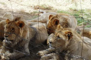 Four captive lions huddle together near the wire fencing of an enclosure.