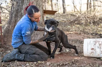 Animal Rescue Team member in Oklahoma sitting with a black dog wearing a thick collar