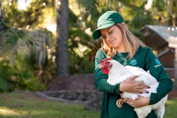 Humane World for Animals staff holding chicken