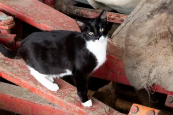 Street cat standing on metal fixtures