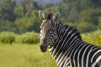 zebra in field looking at camera