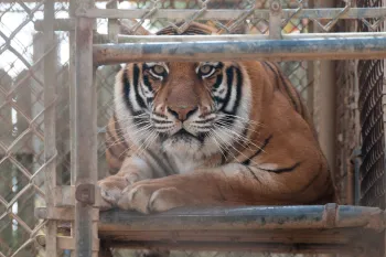 captive tiger