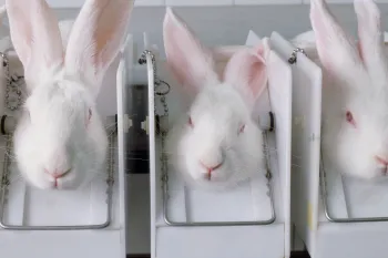 rabbits getting cosmetic tested