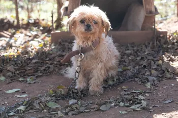 dog cruelty on leash with leaves