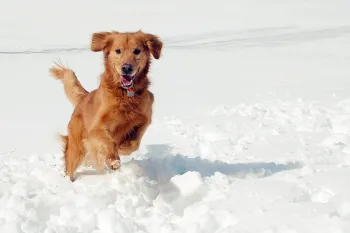 Dog running in snow