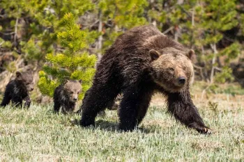 A grizzly bear mom walking with her cubs