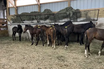 Horses lined up at auction