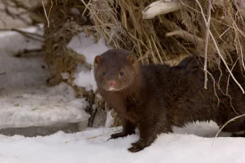 mink in snow